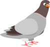 Cartoon Pigeon Clip Art